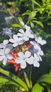  - iunie-iulie-august