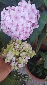  - iunie-iulie-august