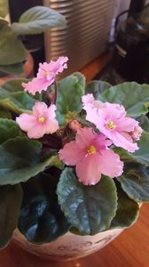  - iunie-iulie-august