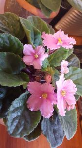  - iunie-iulie-august