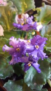  - iunie-iulie-august