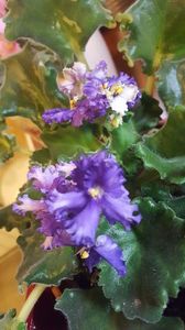  - iunie-iulie-august