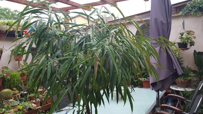  - iunie-iulie-august