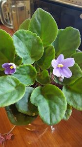  - iunie-iulie-august