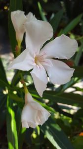  - iunie-iulie-august