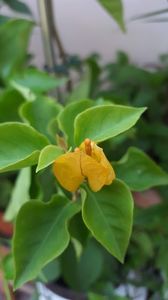  - iunie-iulie-august