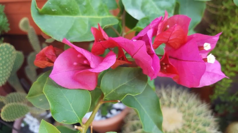  - iunie-iulie-august