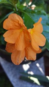  - iunie-iulie-august