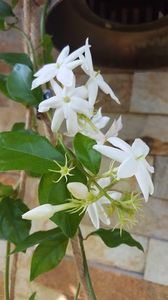  - iunie-iulie-august