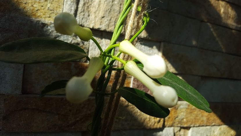  - iunie-iulie-august