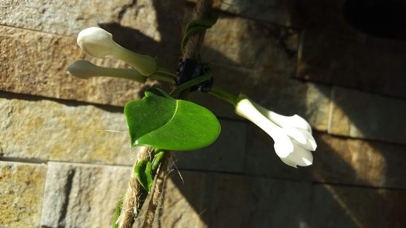  - iunie-iulie-august