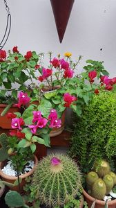  - iunie-iulie-august