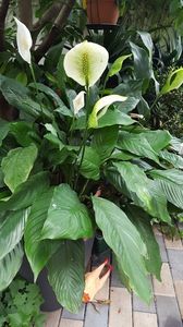  - iunie-iulie-august