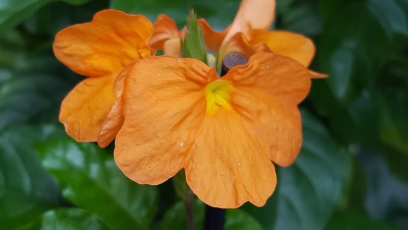  - iunie-iulie-august