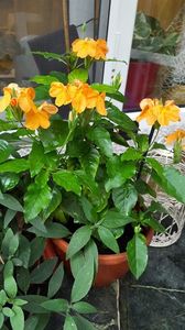  - iunie-iulie-august