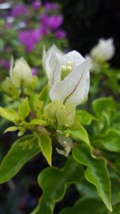  - iunie-iulie-august