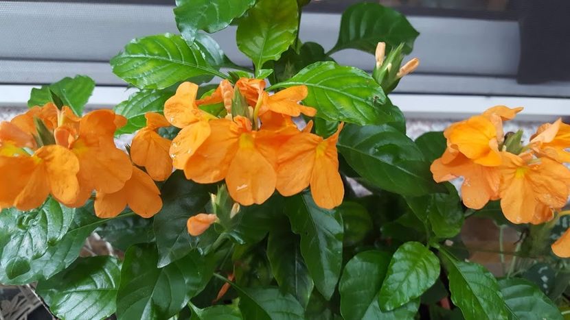  - iunie-iulie-august