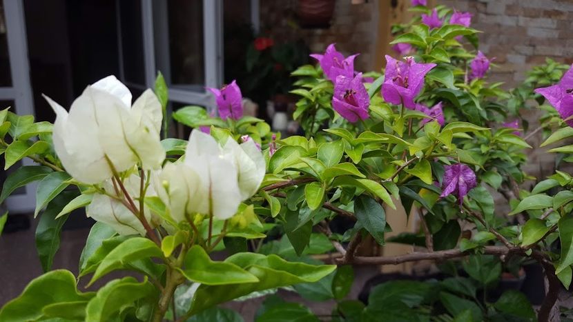  - iunie-iulie-august