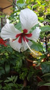  - iunie-iulie-august