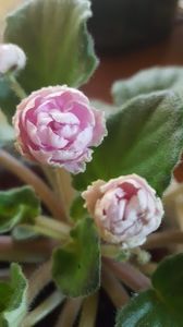  - iunie-iulie-august