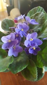  - iunie-iulie-august