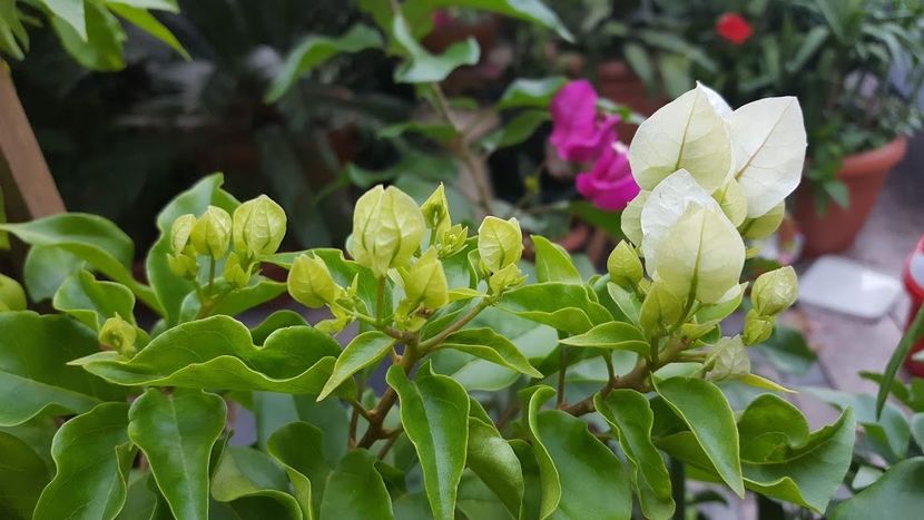  - iunie-iulie-august