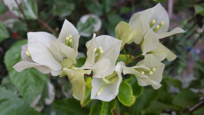  - iunie-iulie-august