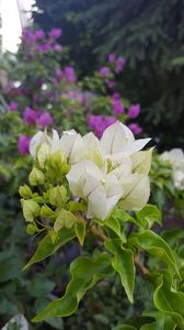  - iunie-iulie-august