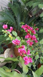  - iunie-iulie-august