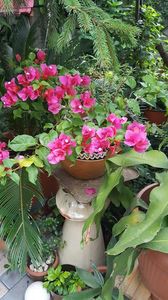  - iunie-iulie-august