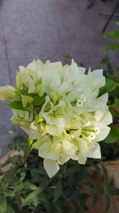  - iunie-iulie-august