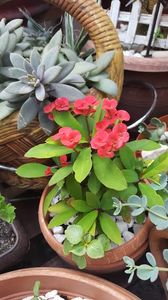  - iunie-iulie-august