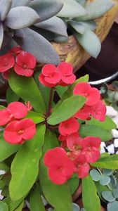  - iunie-iulie-august