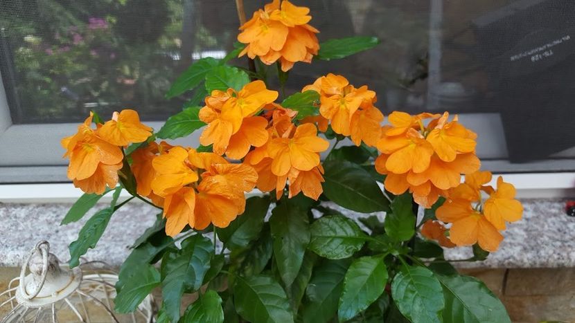  - iunie-iulie-august