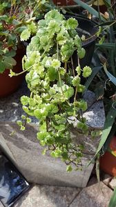  - iunie-iulie-august