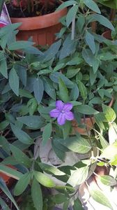  - iunie-iulie-august