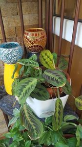  - iunie-iulie-august