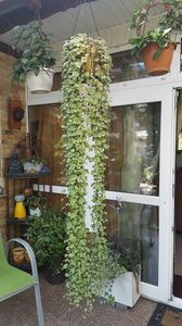  - iunie-iulie-august