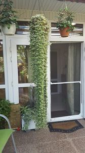  - iunie-iulie-august