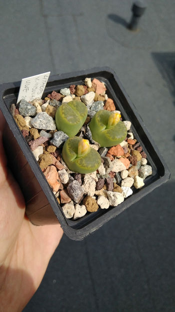 Lithops bromfieldii v. insularis 'Sulphurea' C362 - Aizoaceae 2018
