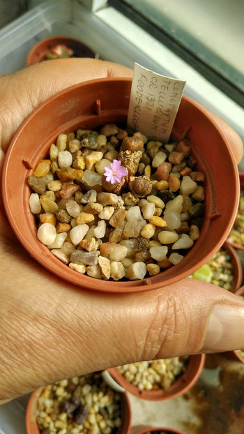 Conophytum pellucidum CR1321, Roodekloof (ziua 2) - Aizoaceae 2018