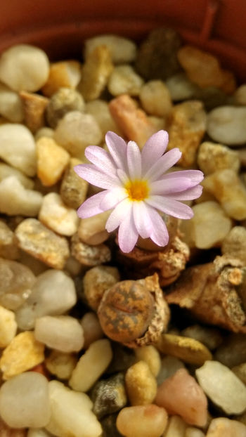 Conophytum pellucidum CR1321, Roodekloof (ziua 3) - Aizoaceae 2018