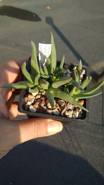 Marlothistella stenophylla - Aizoaceae 2018