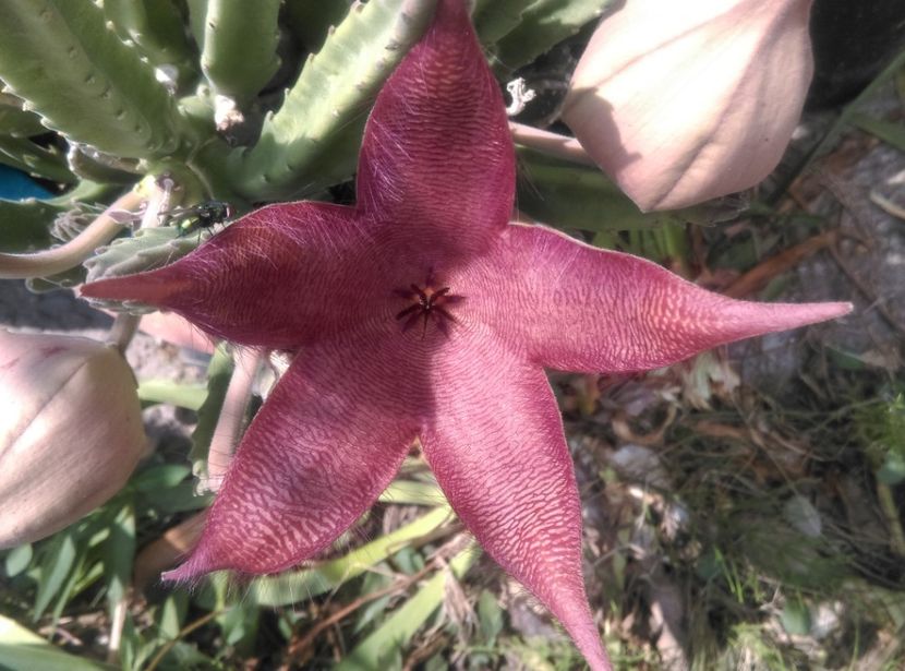  - Plante si animale la epurare 2018