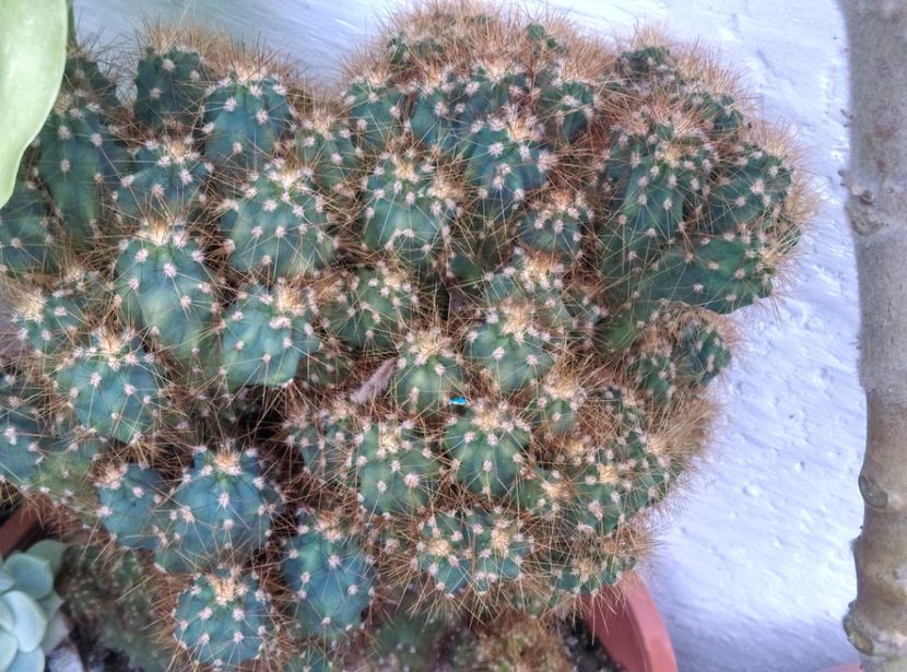  - Plante si animale la epurare 2018