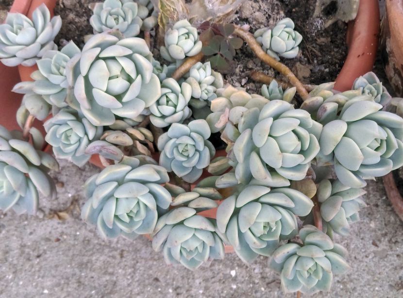  - Plante si animale la epurare 2018