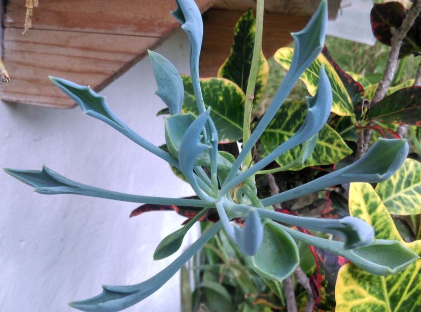  - Plante si animale la epurare 2018