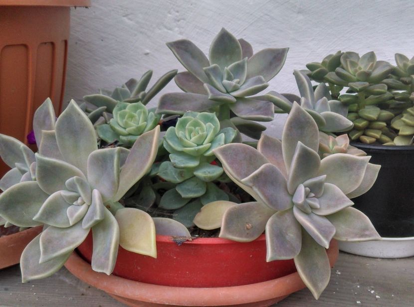  - Plante si animale la epurare 2018