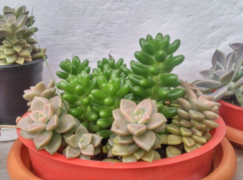 - Plante si animale la epurare 2018