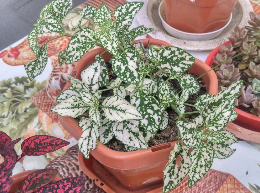  - Plante si animale la epurare 2018